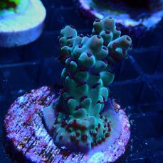 画像2: CE Acro Deep Water Blue No.2 (2)