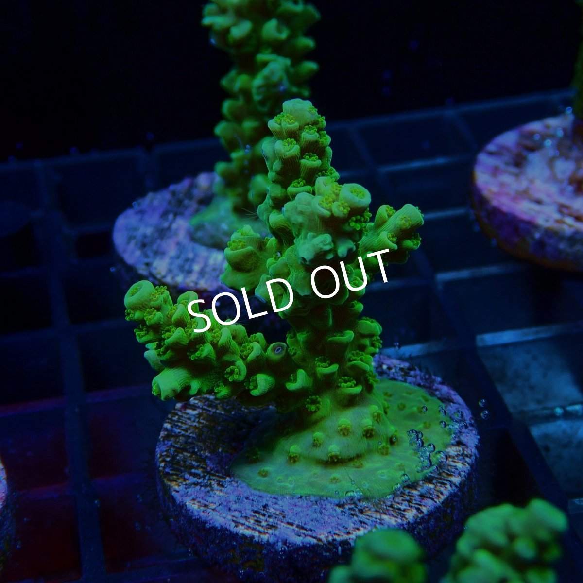 画像2: CE Acro Tenuis Green No.1 (2)