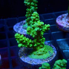 画像2: CE Acro Tenuis Green No.1 (2)
