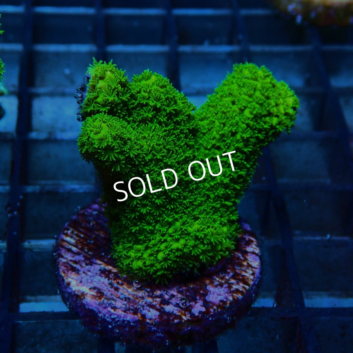 画像1: CE Acro Aspera Green No.2 (1)