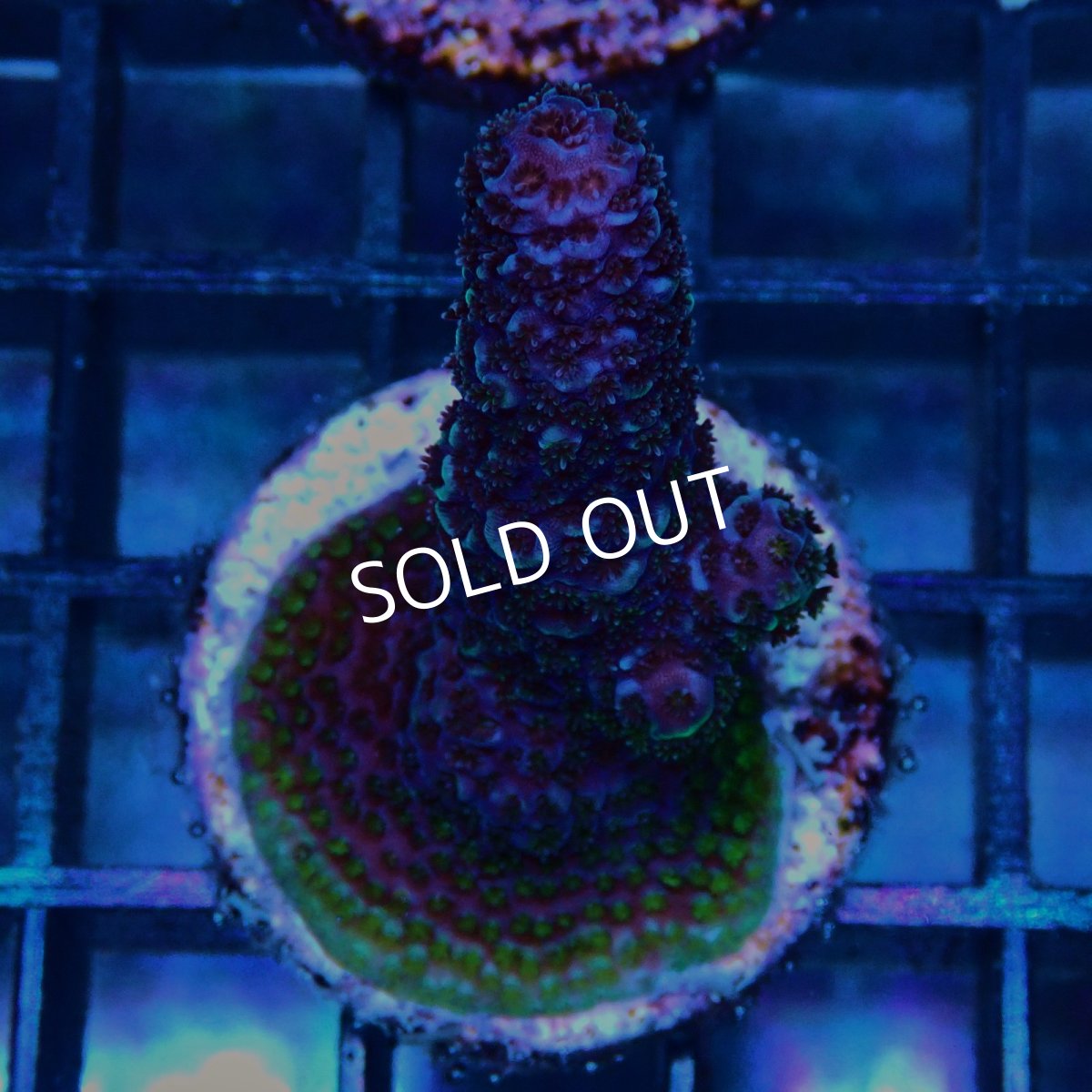 画像1: CE Acro Pink Spathulata No.2 (1)