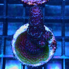 画像1: CE Acro Pink Spathulata No.2 (1)