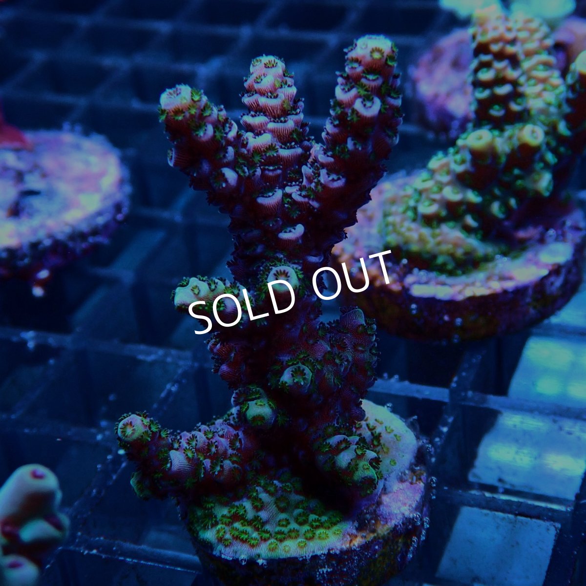 画像2: CE Acro Mille Purple No.2 (2)