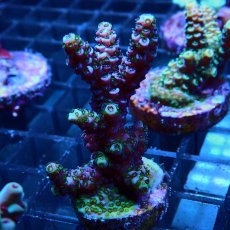 画像2: CE Acro Mille Purple No.2 (2)
