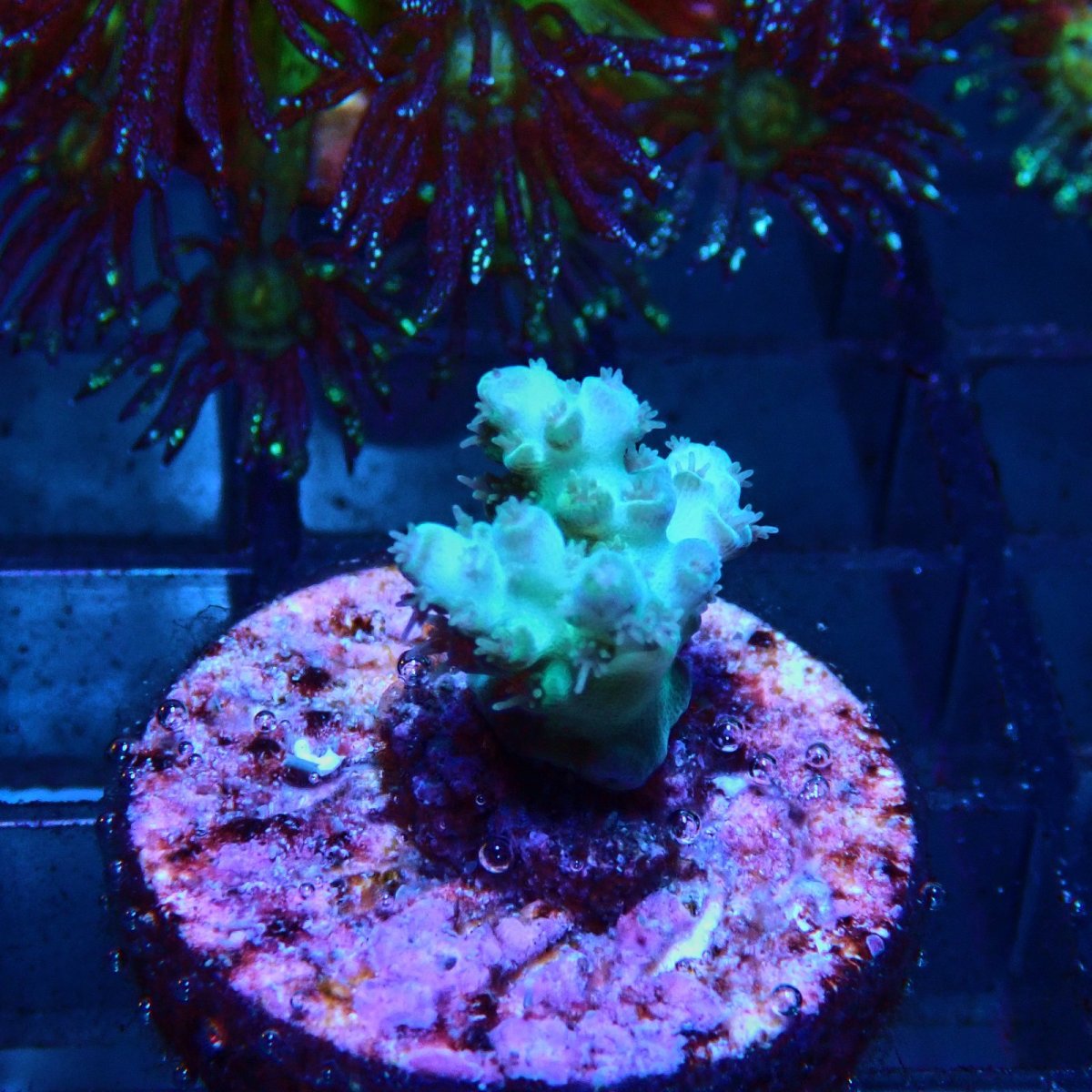 画像1: CE Acro Pearl Ghost No.2 (1)
