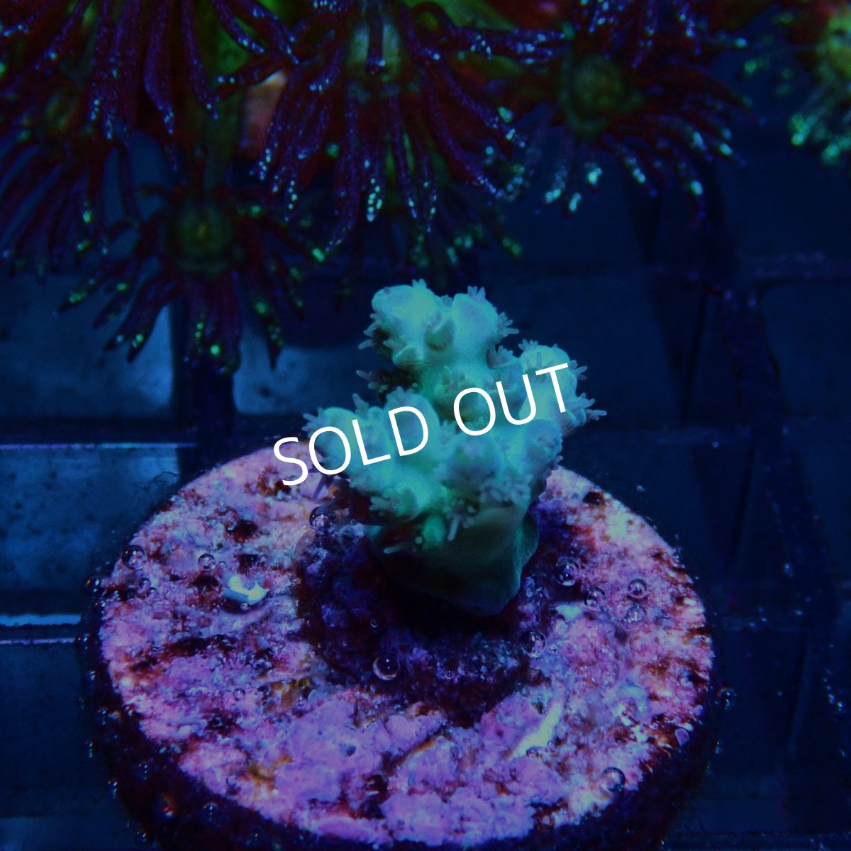 画像1: CE Acro Pearl Ghost No.2 (1)