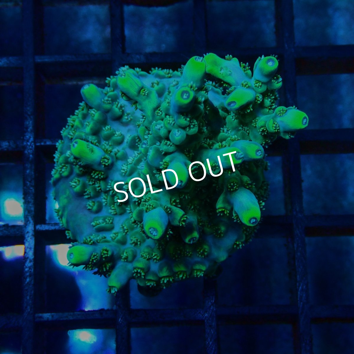 画像1: CE Acro Carduus (1)