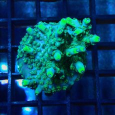 画像1: CE Acro Carduus (1)