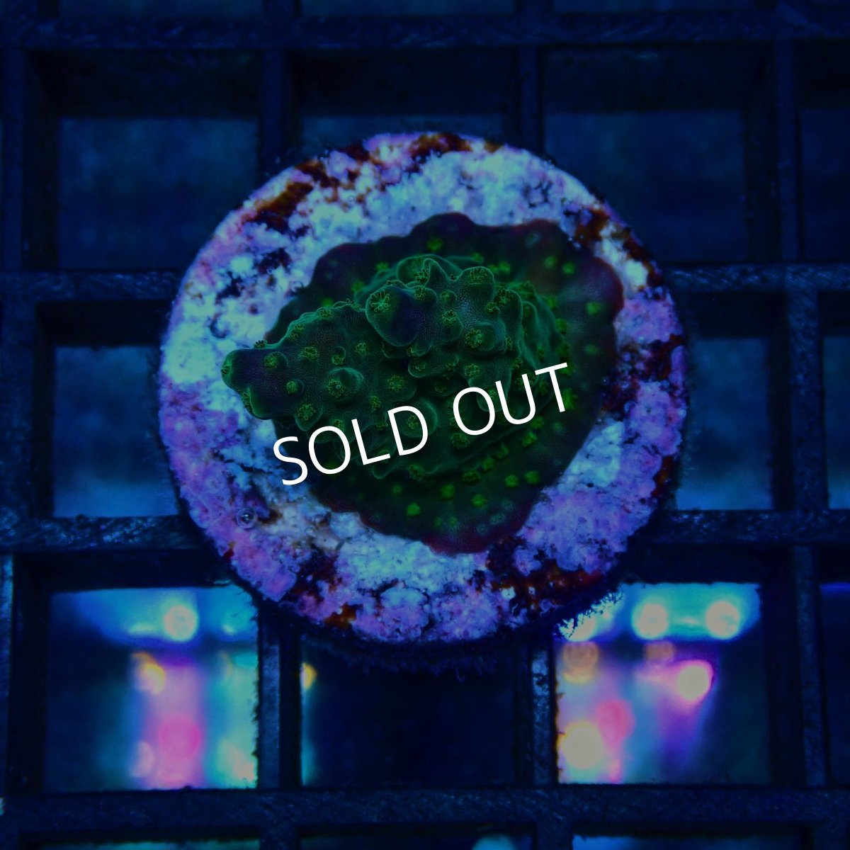 画像1: CE Acro King Piccolo No.1 (1)