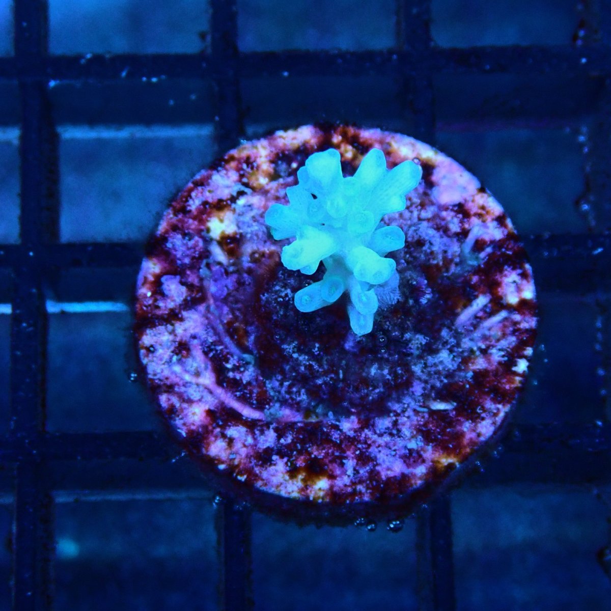 画像1: CE Acro Echinata No.1 (1)