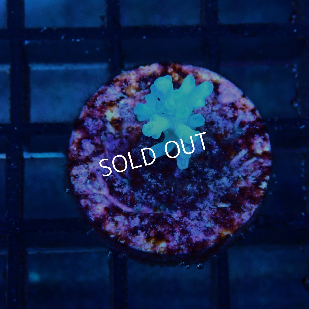 画像1: CE Acro Echinata No.1 (1)