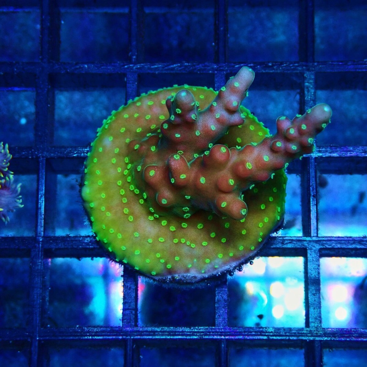 画像1: CE Acro Cherry Blossom (1)