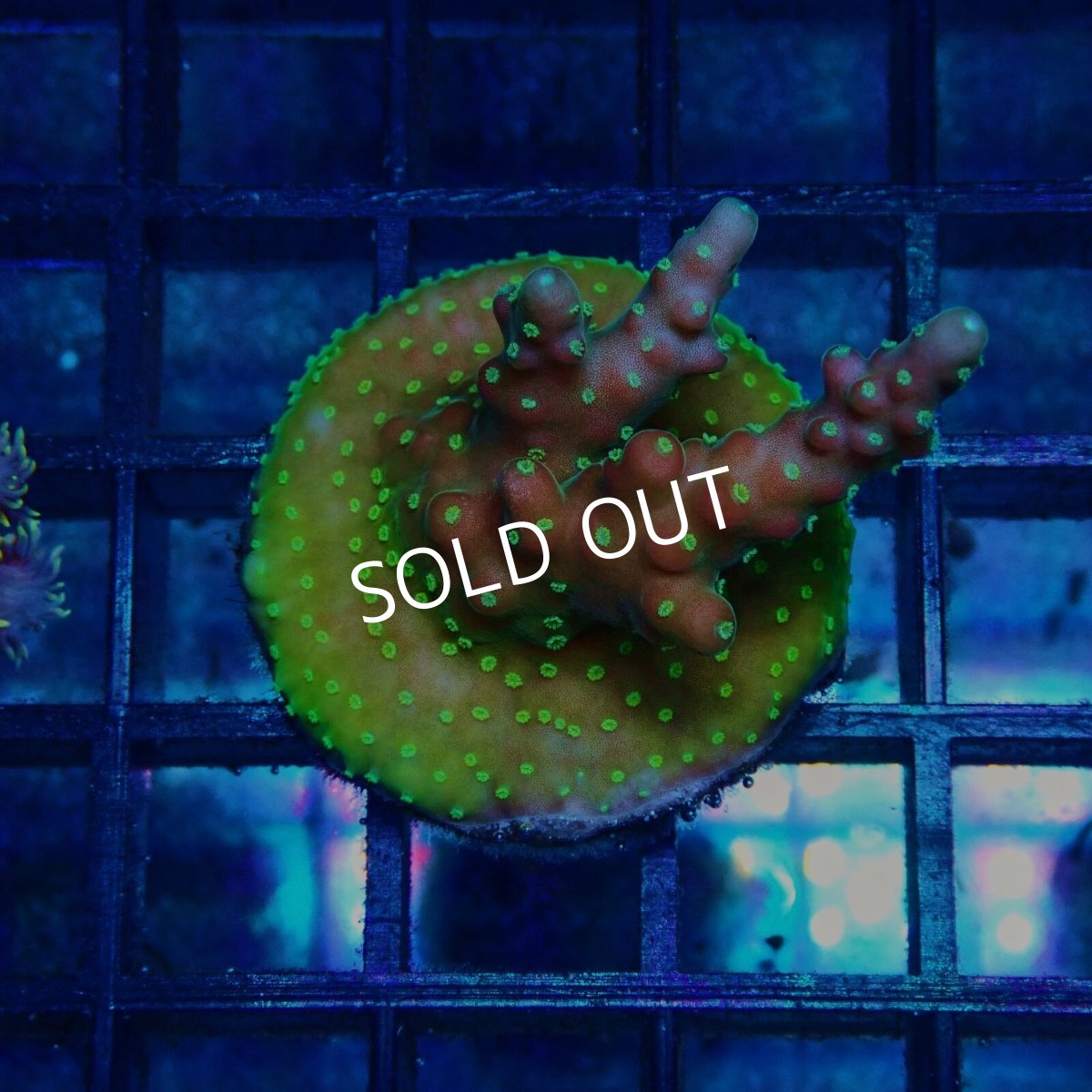 画像1: CE Acro Cherry Blossom (1)