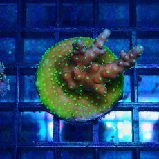 画像1: CE Acro Cherry Blossom (1)