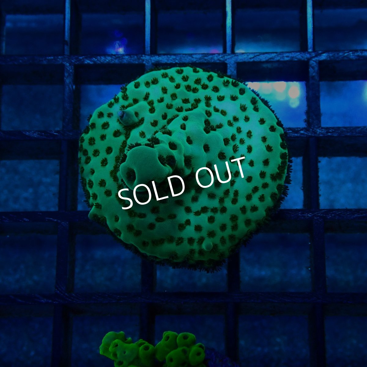 画像1: CE Acro Sarmentosa (1)