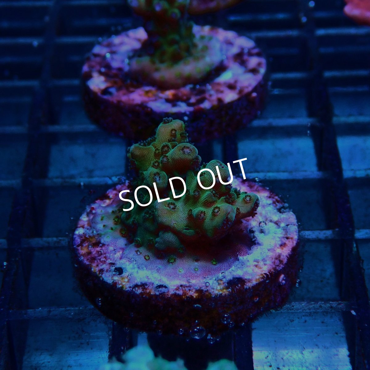 画像2: CE Acro Aurora No.1 (2)