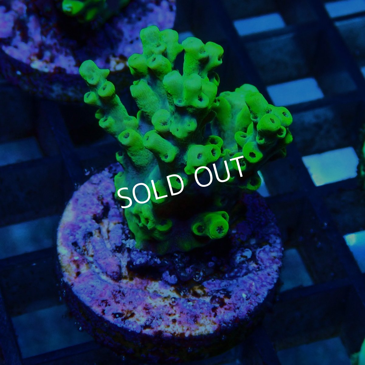 画像1: CE Acro Aculeus Crystal No.2 (1)