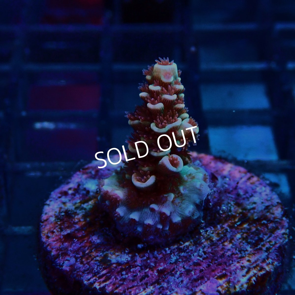 画像2: CE Acro Cherry Bomb (2)