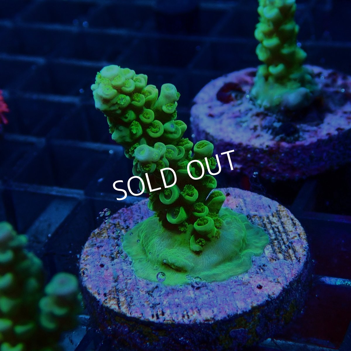 画像2: CE Acro Tenuis Green No.2 (2)