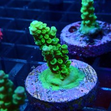 画像2: CE Acro Tenuis Green No.2 (2)