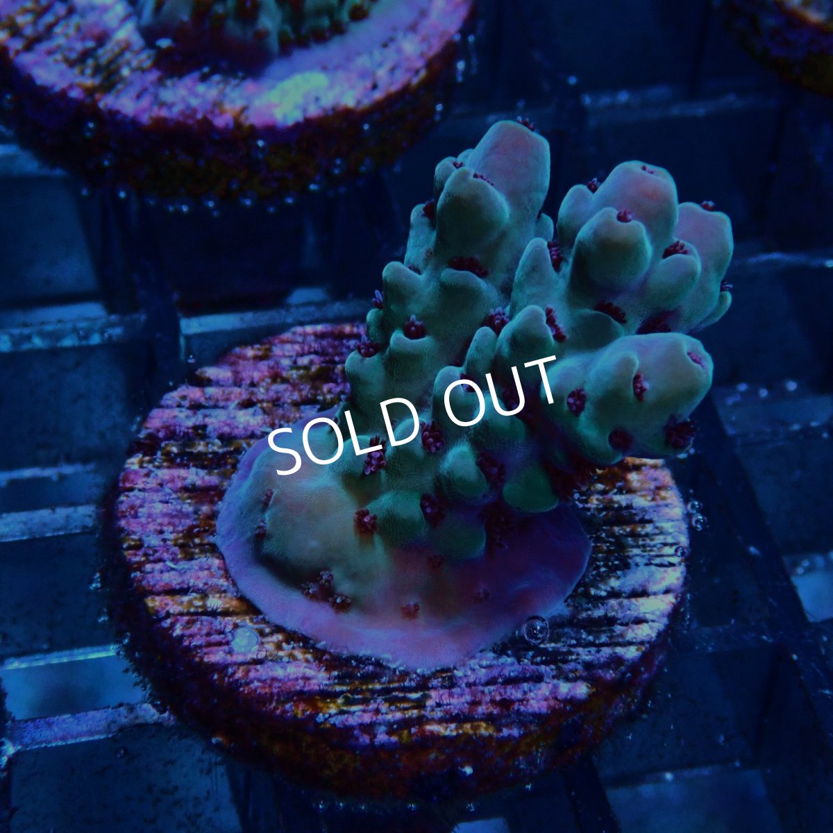 画像2: CE Acro Deep Water Blue No.1 (2)