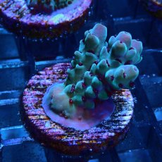 画像2: CE Acro Deep Water Blue No.1 (2)