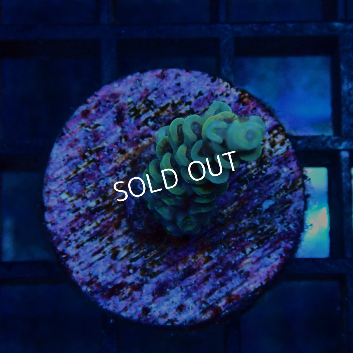 画像1: CE Acro Tenuis Yellow (1)