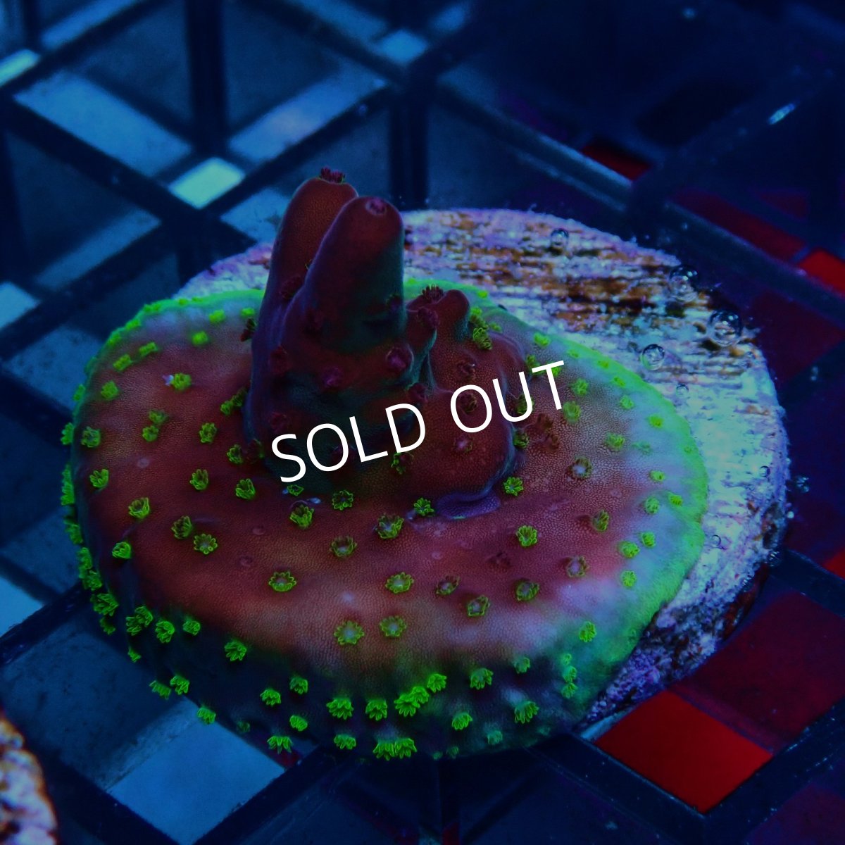 画像2: CE Acro Fox Flame (2)