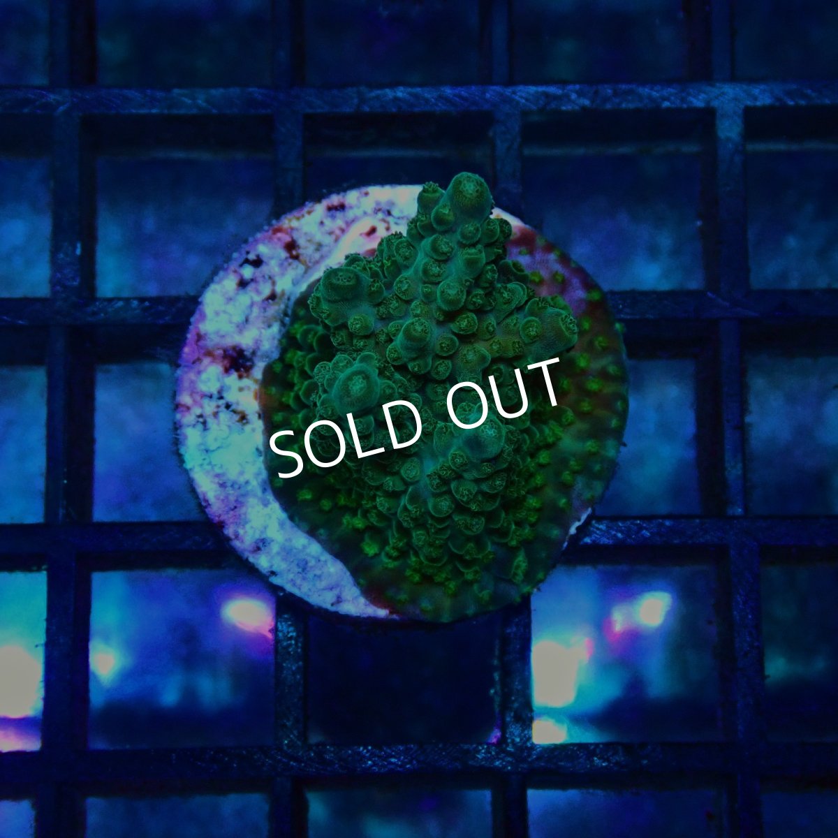 画像1: CE Acro Green Purple Meanie No.2 (1)