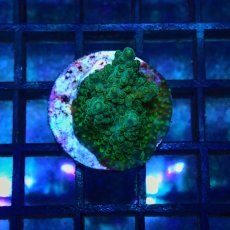 画像1: CE Acro Green Purple Meanie No.2 (1)
