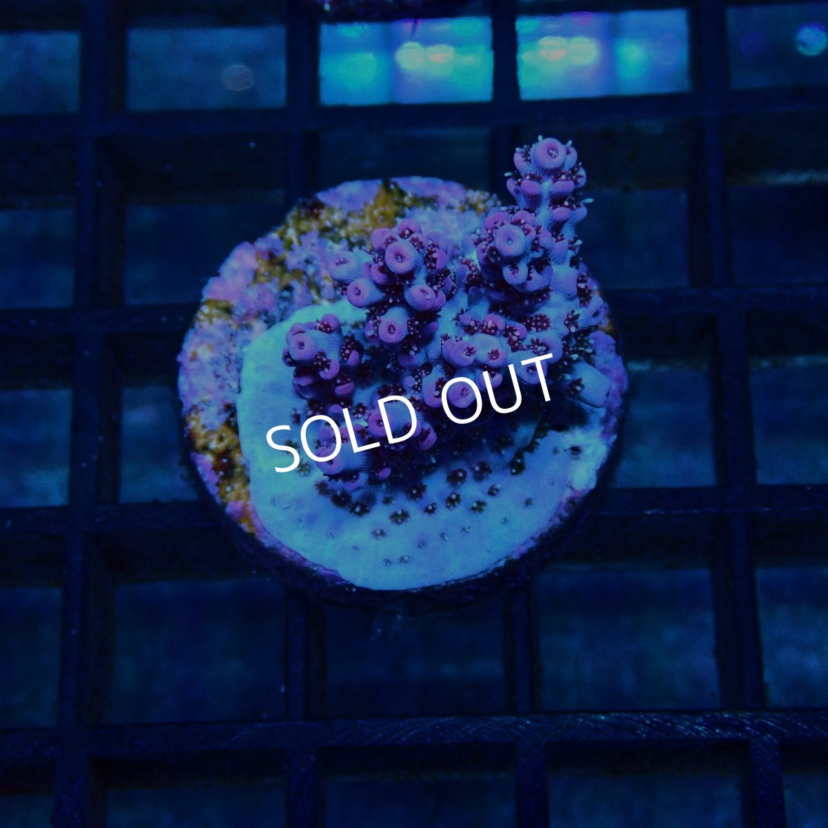 画像1: CE Acro Hyacinth PinknBloo (1)