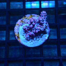 画像1: CE Acro Hyacinth PinknBloo (1)