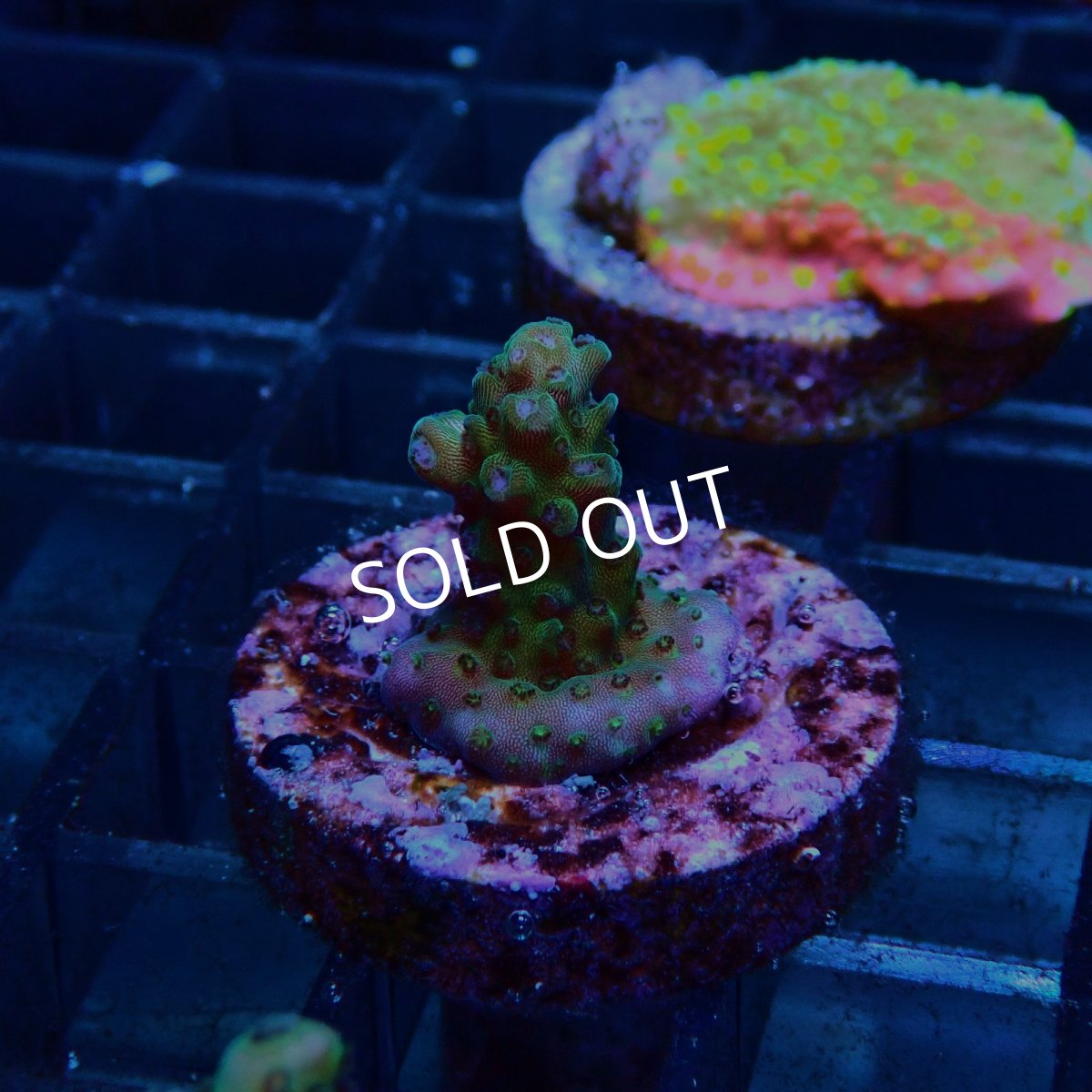 画像2: CE Acro Aurora No.2 (2)