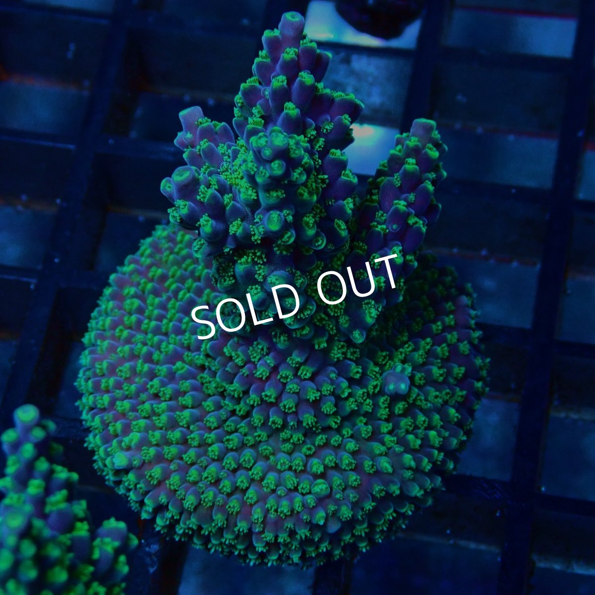 画像2: CE Acro Violet Crumble No.2 (2)