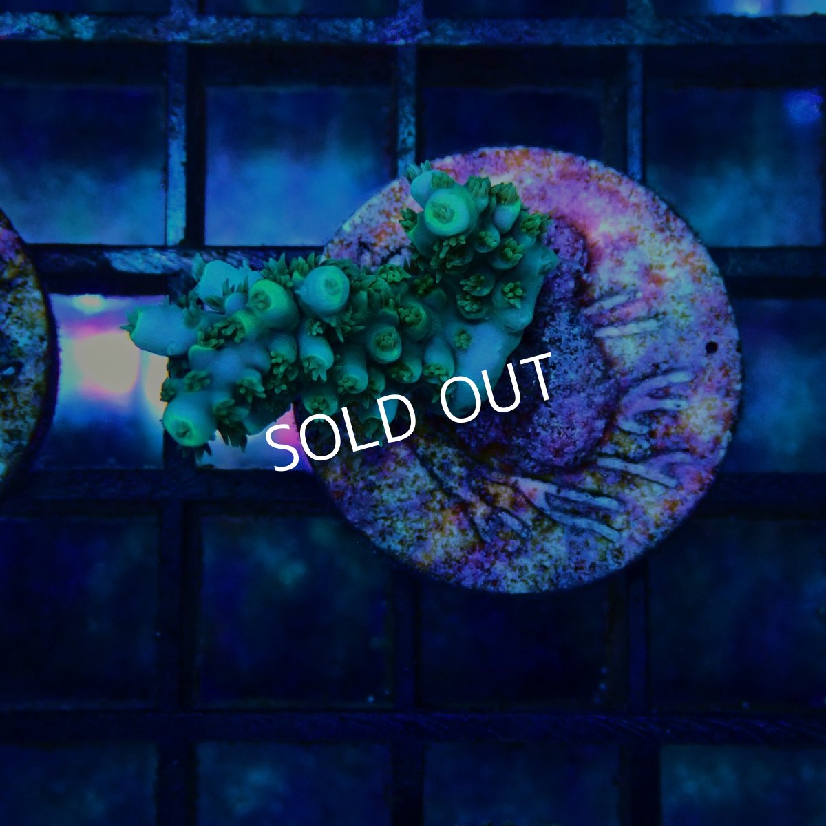 画像1: CE Acro Stink face No.2 (1)