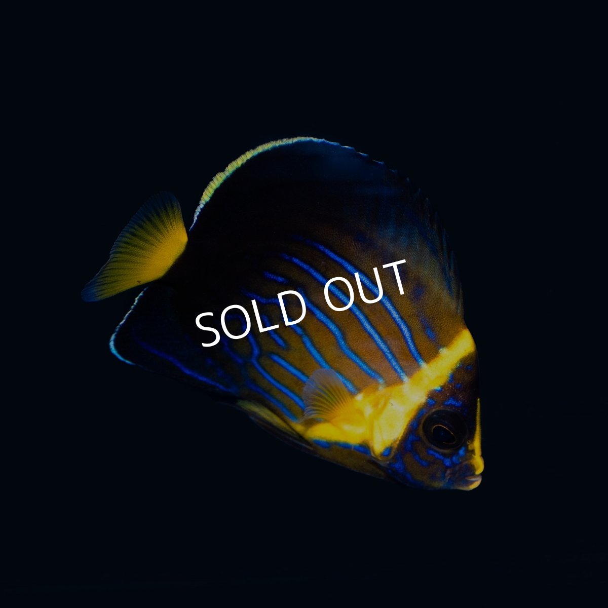 画像1: ■SALE■キンチャクダイ　幼魚　国産 (1)