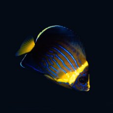 画像1: キンチャクダイ 幼魚 国産 (1)
