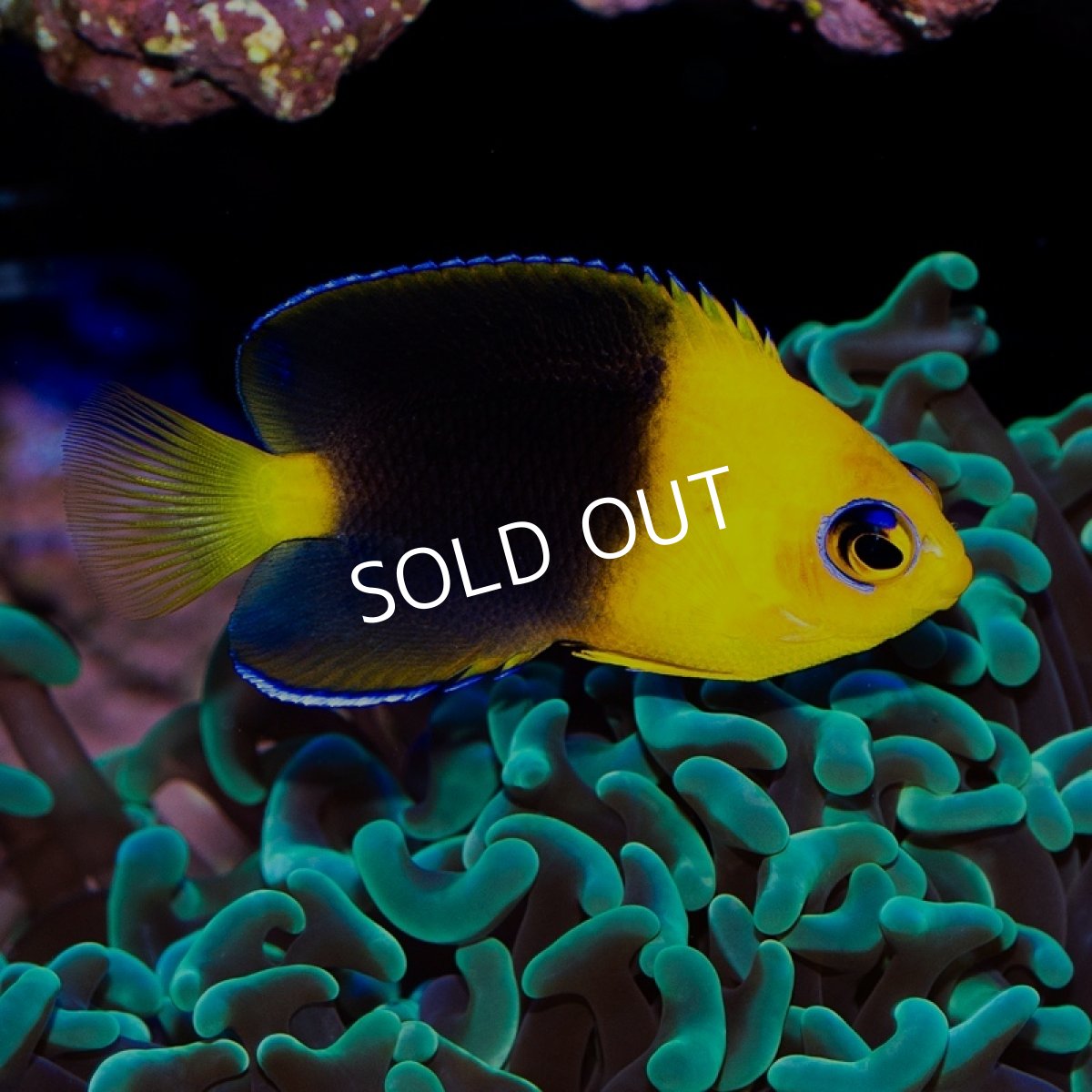 画像2: ■SALE■ココスピグミーエンゼル　国産ブリード (2)