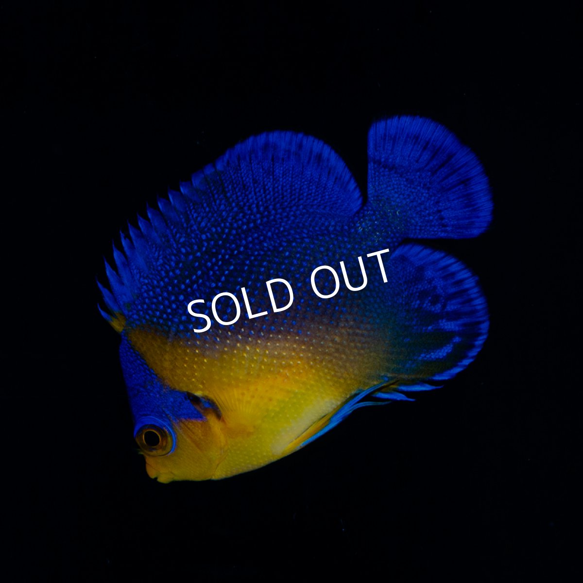 画像2: ■SALE■スミレヤッコ S 八重山産 (2)