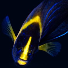 画像3: キンチャクダイ 幼魚 国産 (3)