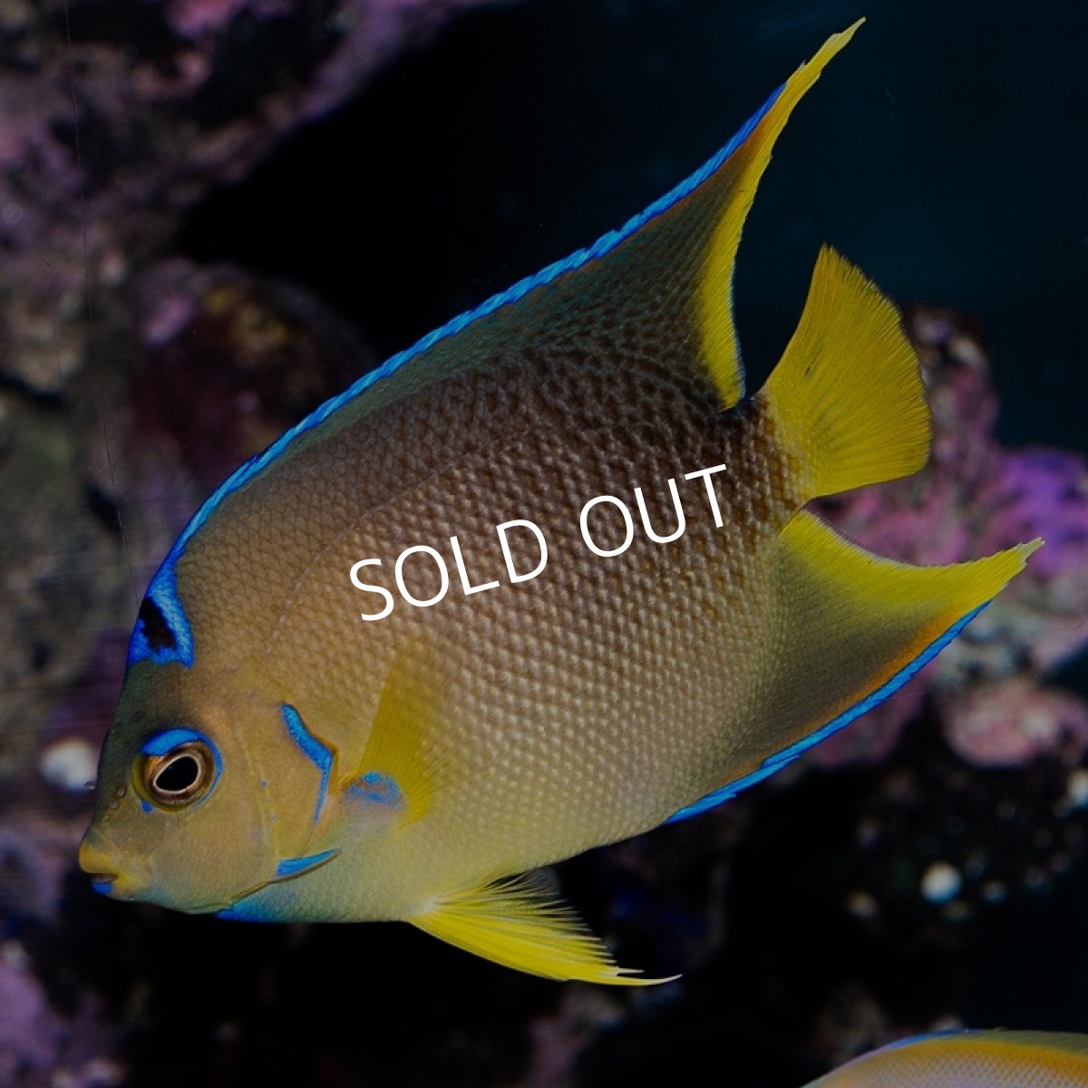 画像1: ■SALE■ブルーエンゼル　カリブ (1)