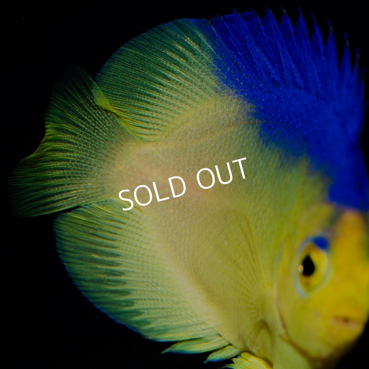 画像3: ■SALE■コリンズピグミーエンゼル　幼魚　国産ブリード (3)