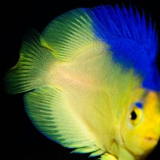 画像3: ■SALE■コリンズピグミーエンゼル 幼魚 国産ブリード (3)