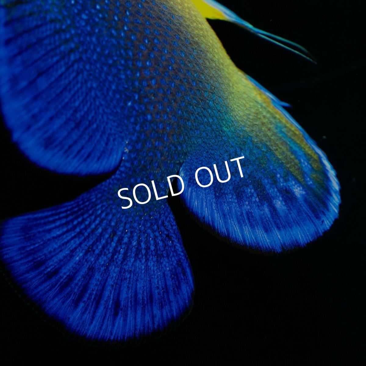 画像3: ■SALE■スミレヤッコ S 八重山産 (3)