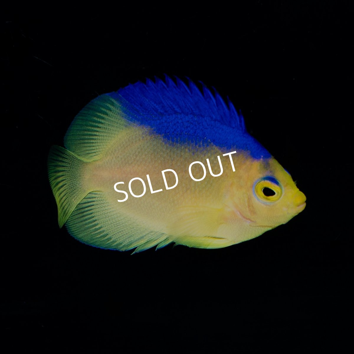 画像1: ■SALE■コリンズピグミーエンゼル　幼魚　国産ブリード (1)