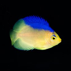 画像1: ■SALE■コリンズピグミーエンゼル 幼魚 国産ブリード (1)
