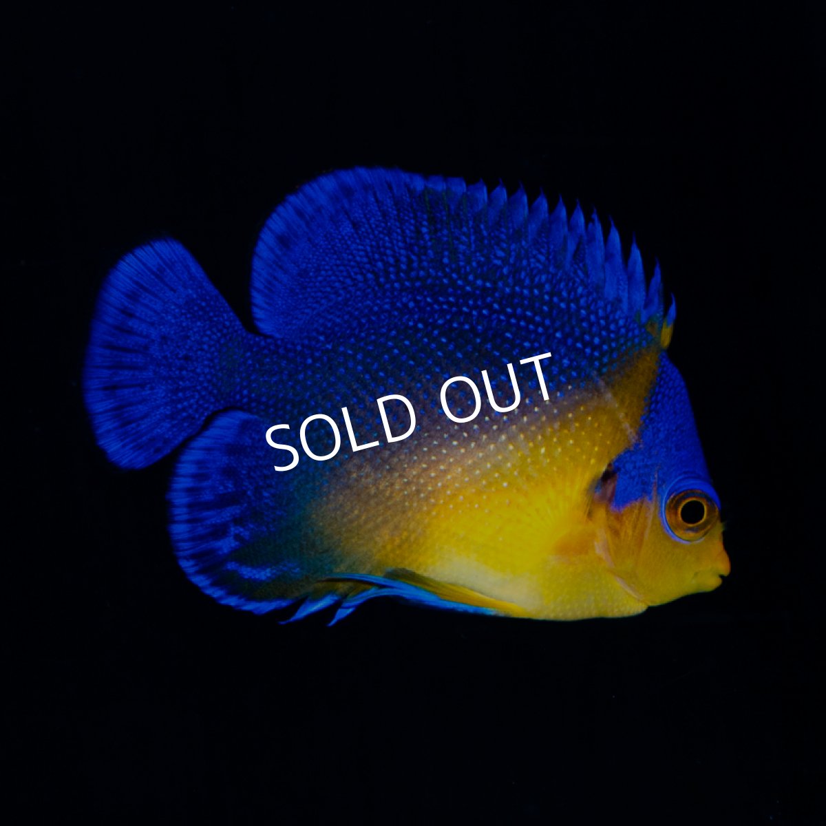 画像1: ■SALE■スミレヤッコ S 八重山産 (1)