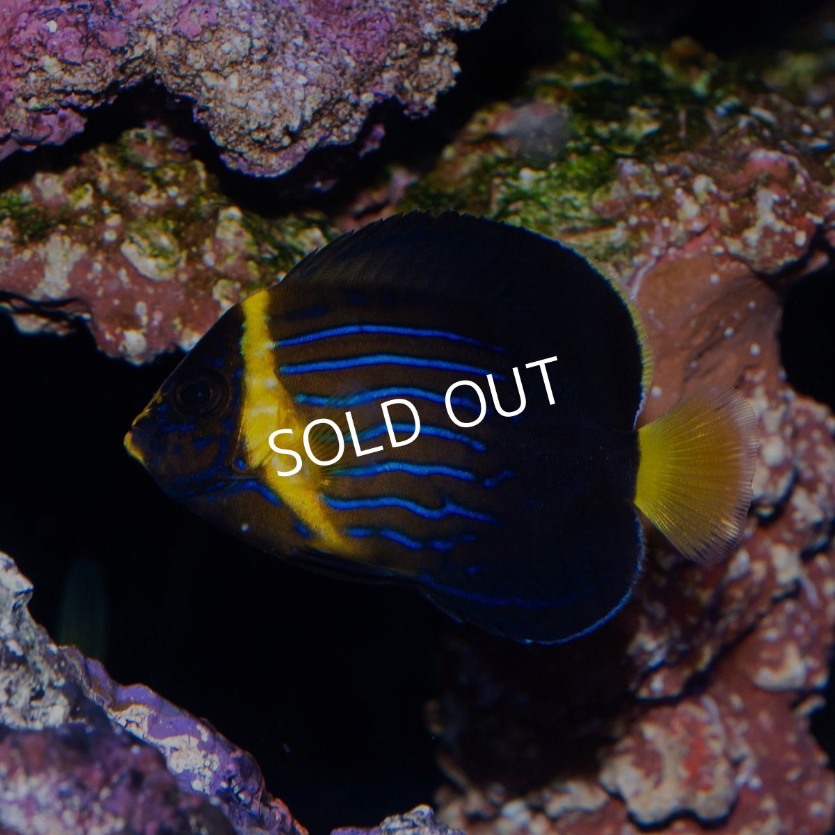 画像2: ■SALE■キンチャクダイ　幼魚　国産 (2)