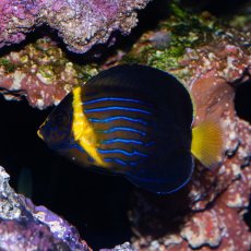 画像2: キンチャクダイ 幼魚 国産 (2)
