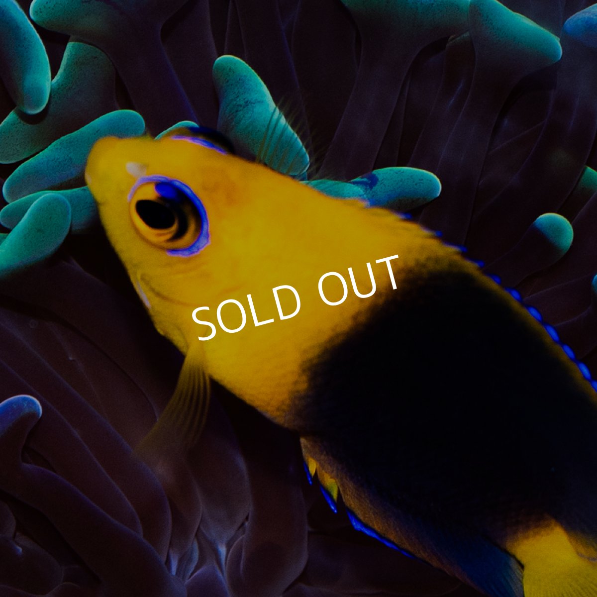 画像3: ■SALE■ココスピグミーエンゼル　国産ブリード (3)